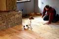 Jack Russell Terrier supervises installation of reclaimed barnboard floor
